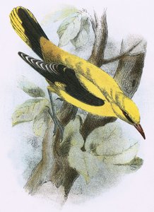 Kultainen Oriole